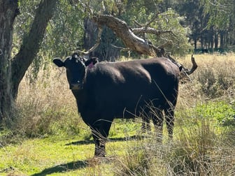 2991 Halls Creek Road Halls Creek NSW 2346 - Image 2