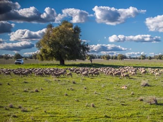 Ashford Heath 47 Adios Lane Bogan Gate NSW 2876 - Image 1