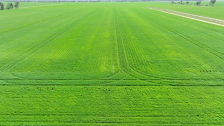 "Randleigh" Stud Park Road Deniliquin NSW 2710 - Image 2