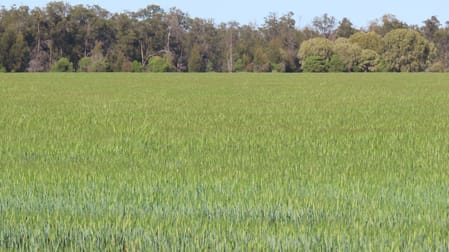 Mirreyah Feedlot Talwood Mungindi Road, Talwood QLD 4496 - Image 3