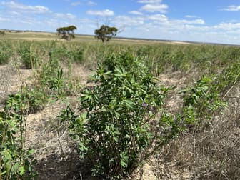 Click to view all images 4910 Mallee Highway Peake SA 5301 - Image 2