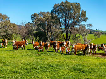 25 Wrigleys Road Big Springs NSW 2650 - Image 2