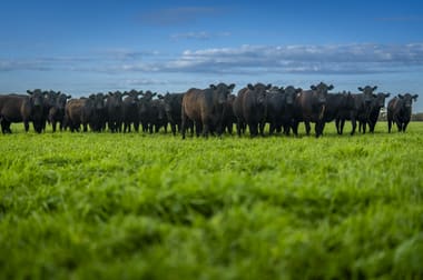 325 Maranoa Downs Road Stewart Range SA 5271 - Image 2
