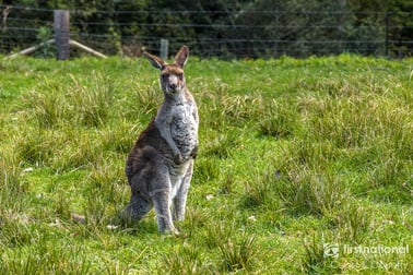 533 Foxground Road Foxground NSW 2534 - Image 3