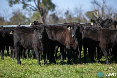 1109 Howell Road Stanborough NSW 2360 - Image 3