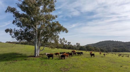 528 Gundowda Road Mudgee NSW 2850 - Image 1