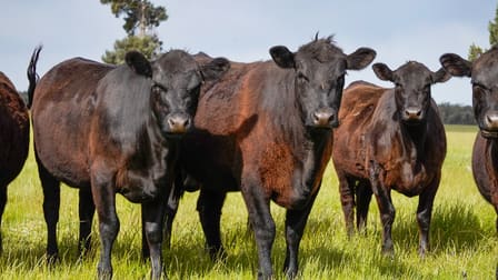 "Katella" 7878 Newell Highway Tomingley NSW 2869 - Image 2