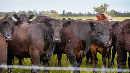 "Katella" 7878 Newell Highway Tomingley NSW 2869 - Image 3