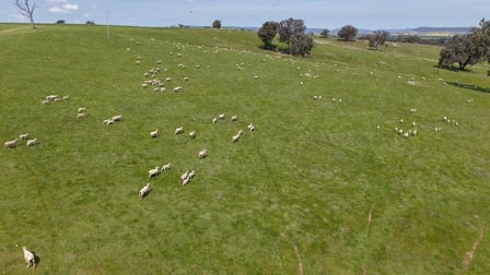 Monterosa, 744 Warrendale Road Greenethorpe NSW 2809 - Image 3