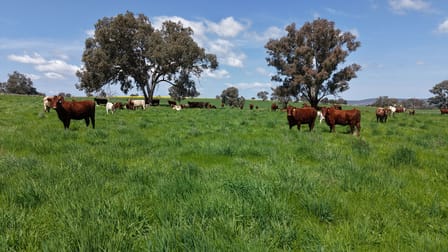 Hexham, 592 Warrendale Road Greenethorpe NSW 2809 - Image 1