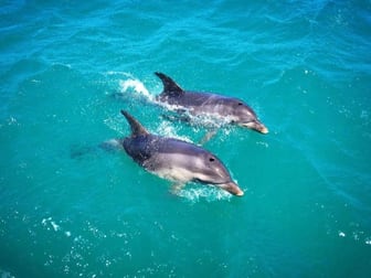 Aquatic / Marine / Marina Berth  business for sale in Lakes Entrance - Image 3