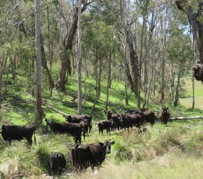 "Blair Athol" 2340 Campfire Road Walcha NSW 2354 - Image 1