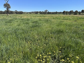 1470 Yerong Creek Mangoplah Road Mangoplah NSW 2652 - Image 3