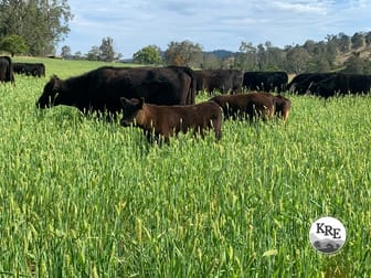 1050 Afterlee Rd Eden Creek NSW 2474 - Image 1