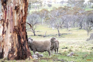 Click to view all images Lot 6 Avonside Road Avonside NSW 2628 - Image 3