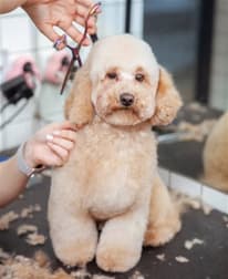 Ja 8126 Doncaster VIC 3108 - Image 1