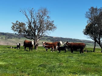 Click to view all images 175 Bolong Road Golspie NSW 2580 - Image 3