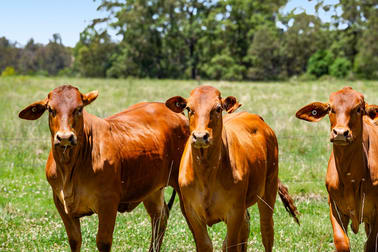 1334 Palms Road Upper Yarraman QLD 4614 - Image 1