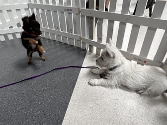 Animal Related  business for sale in Cheltenham - Image 2