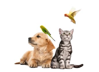 Ja 8162 Box Hill VIC 3128 - Image 1