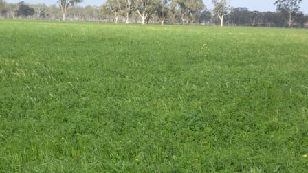 2448 Bangham Road Frances SA 5262 - Image 2