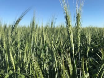 Jandowae QLD 4410 - Image 2