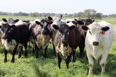 432 Dalwood Road Leconfield NSW 2335 - Image 3