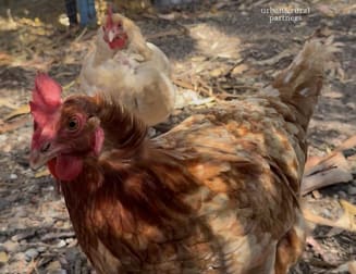 Click to view all images 31B Cleland Gully Road Mount Compass SA 5210 - Image 2