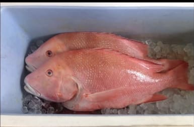 2/6 Hill Street Emu Park QLD 4710 - Image 3