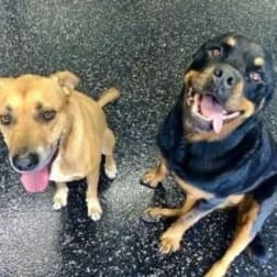 Franchise Business  in Strathpine - Image 3