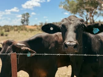 735 Clear Ridge Road Wyalong NSW 2671 - Image 1