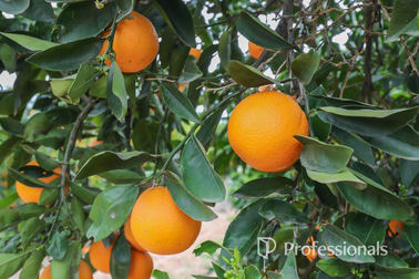 45 Regent Drive Colignan VIC 3494 - Image 1