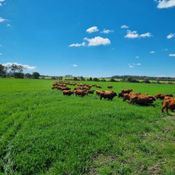 Carrington QLD 4883 - Image 2