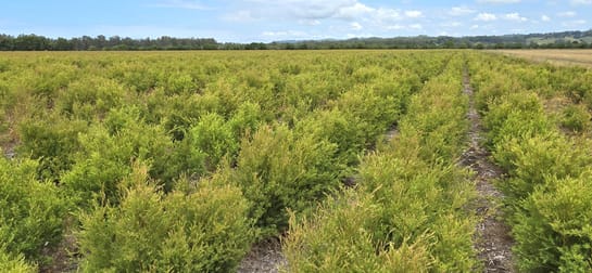 423 Teven Road Teven NSW 2478 - Image 1