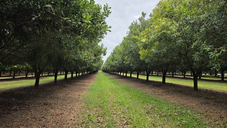 Lot 21 Moylans Lane Empire Vale NSW 2478 - Image 1