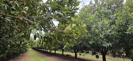 Lot 21 Moylans Lane Empire Vale NSW 2478 - Image 2