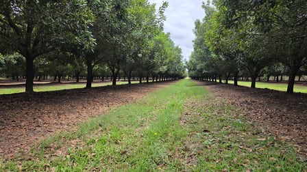 Lot 21 Moylans Lane Empire Vale NSW 2478 - Image 3