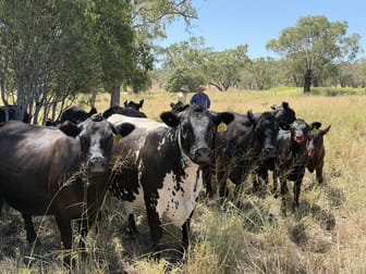 242 Ehrlich Road Linthorpe QLD 4356 - Image 2