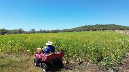 242 Ehrlich Road Linthorpe QLD 4356 - Image 3