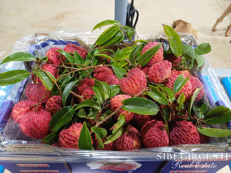 84 Chisari Road Mutchilba QLD 4872 - Image 1