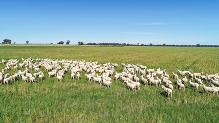 Click to view all images 25L & 40R North Terramungamine Road Dubbo NSW 2830 - Image 1