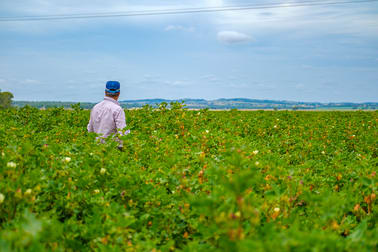 424 Campbells Road Silverleaf QLD 4605 - Image 2