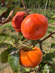 1311 Brookton Highway Karragullen WA 6111 - Image 3