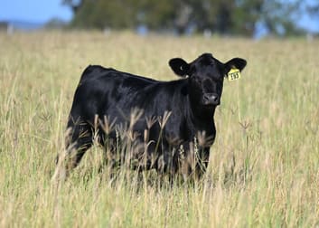 167 Stark Road Talgai QLD 4362 - Image 3