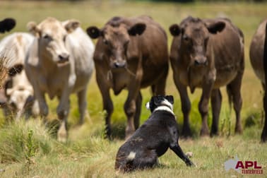 210 Pelham Street Tenterfield NSW 2372 - Image 3