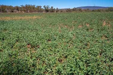 7963 Mitchell Highway Bakers Swamp NSW 2820 - Image 3