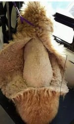 Shop & Retail  business for sale in Melbourne - Image 3