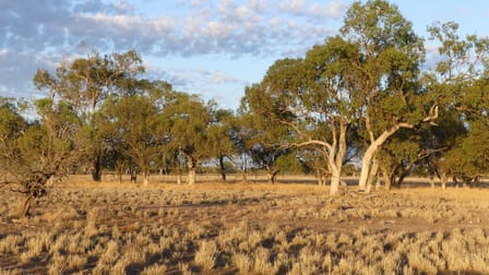 Warren NSW 2824 - Image 3
