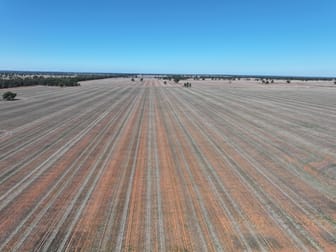 Shannonvale & Elmore Strontian Road Boree Creek NSW 2652 - Image 1