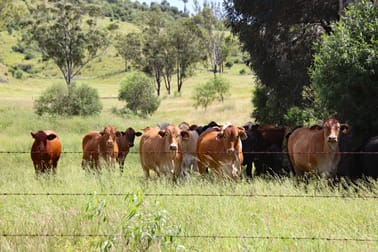 "Scrubview" Frawleys Road Thangool QLD 4716 - Image 3
